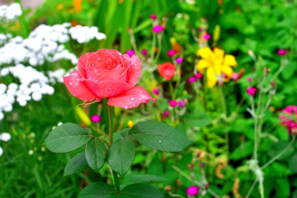 Flores rosas com gotas no jardim em um fundo de gramado. A l — Fotografia de Stock