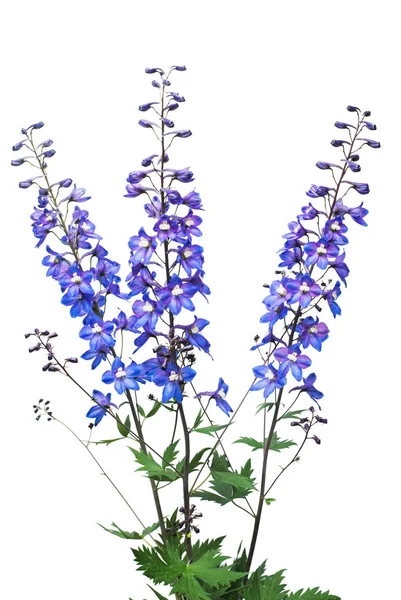 흰색 배경에 분리되어 있는 아름다운 푸른 에니 움 꽃 — 스톡 사진