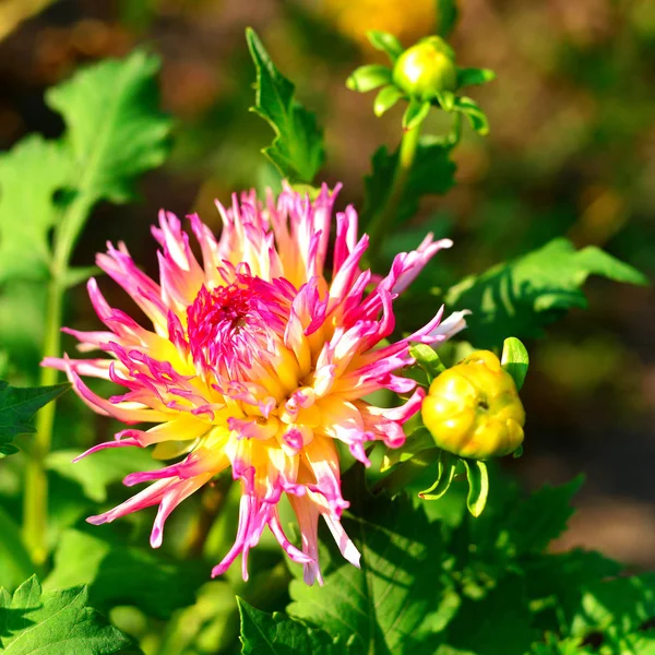 Fleurs de dahlias roses et bourgeons dans le jardin sur les parterres de fleurs — Photo