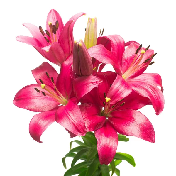 Beautiful bouquet of pink lily flower isolated on white backgrou — Stock Photo, Image