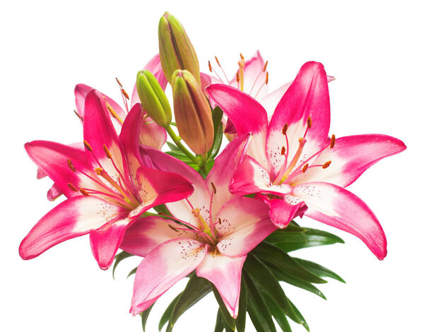 Beautiful pink lily flower isolated on white background. Stamens