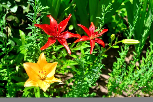 Bir bahçe çim zemin üzerine güzel lily çiçekler. Flowerb