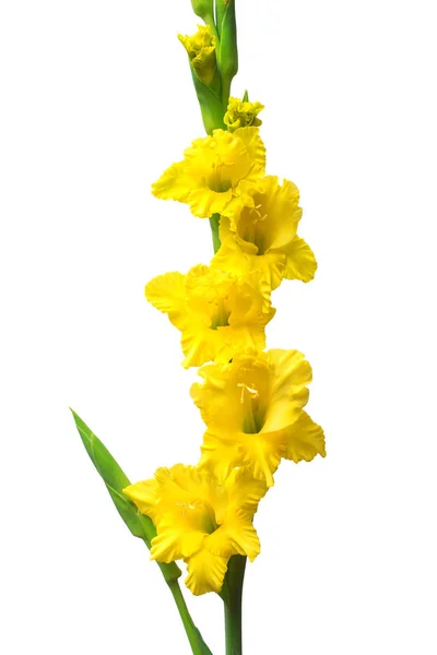Branch of a gladiolus yellow flower isolated on white background — Stock Photo, Image