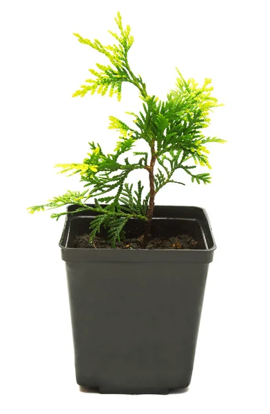 Thuja occidentalis Mirjam 흰색 배경에 고립. Conifero — 스톡 사진