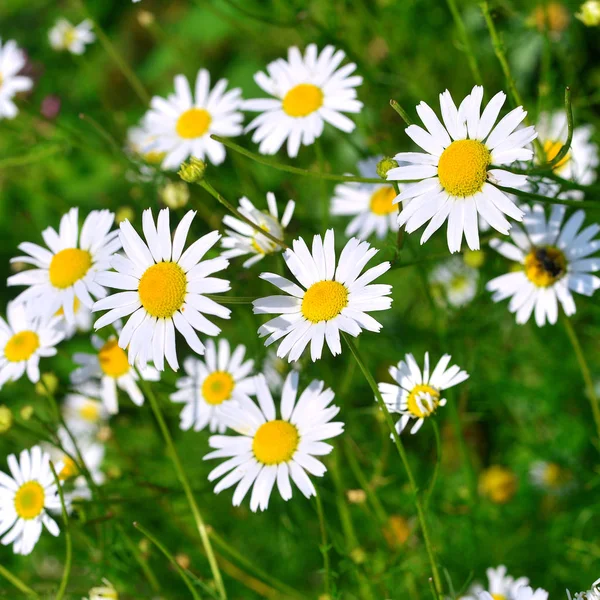 Flores margarita blanca curativa sobre un fondo en el jardín en th —  Fotos de Stock