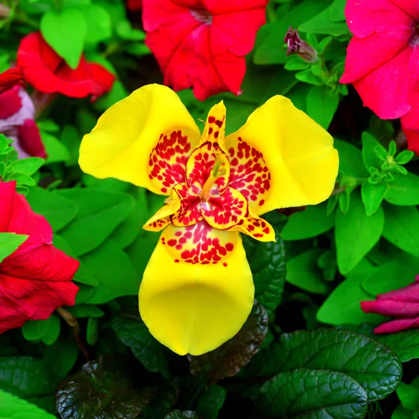 Hermosa flor roja en el jardín Tigridia y petunia en un gra —  Fotos de Stock