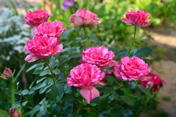 Bellissimo mazzo di fiori a strisce rose in giardino su a la — Foto Stock