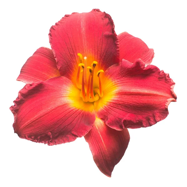 Beyaz arka plan üzerinde izole bir tek kırmızı çiçek gün-lily. Güzel