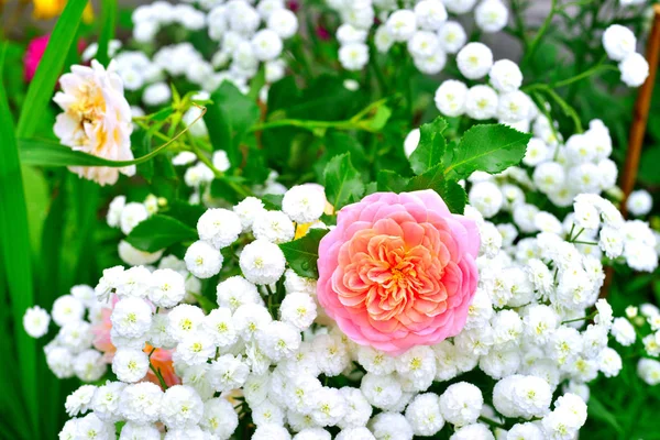 Flowers of a rose and a yarrow in a garden on a background of a — Stock Photo, Image