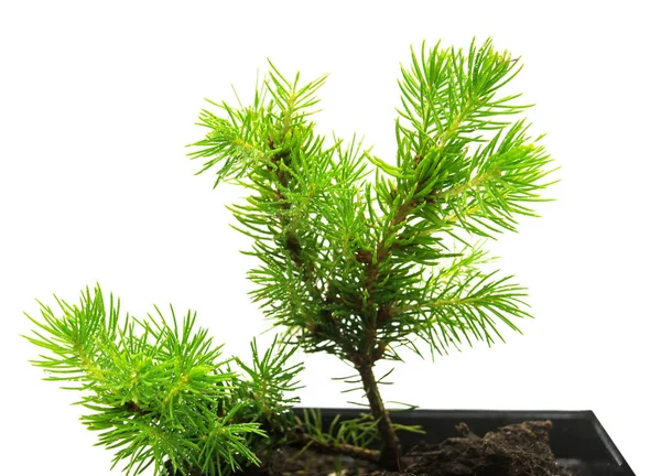 A small seedling of Canadian spruce conic in a pot isolated on w — Stock Photo, Image