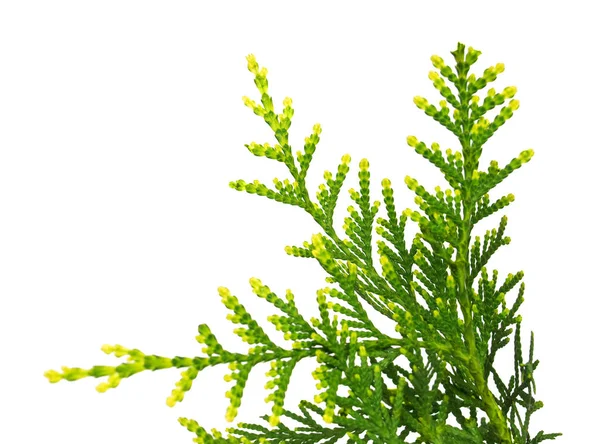 Thuja occidentalis Wagneri απομονώνονται σε λευκό φόντο — Φωτογραφία Αρχείου