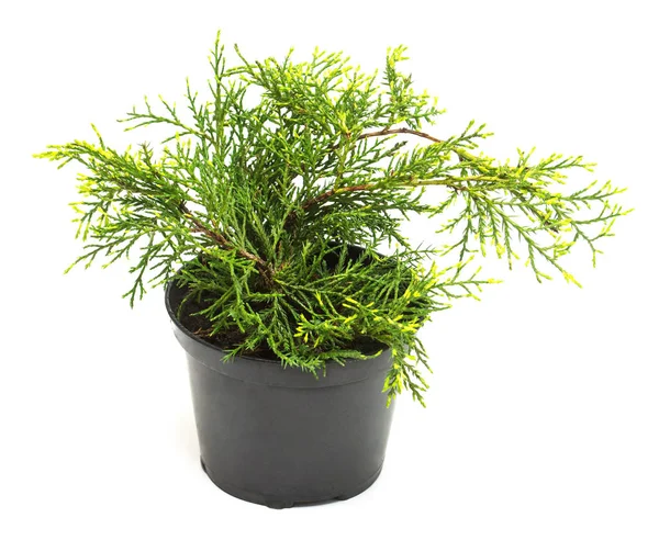Juniperus media Old Gold in a pot isolated on white background. Stock Picture