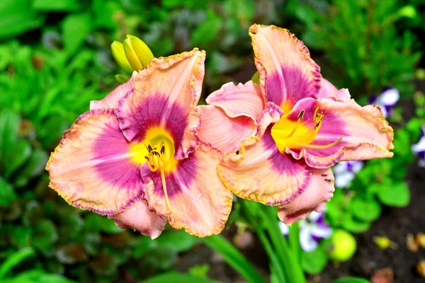 Lindas flores do daylily no jardim contra o backg Imagem De Stock