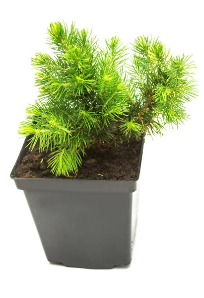 A small seedling of Canadian spruce conic in a pot isolated on w — Stock Image A small seedling of Canadian spruce conic in a pot isolated on w Stock Image