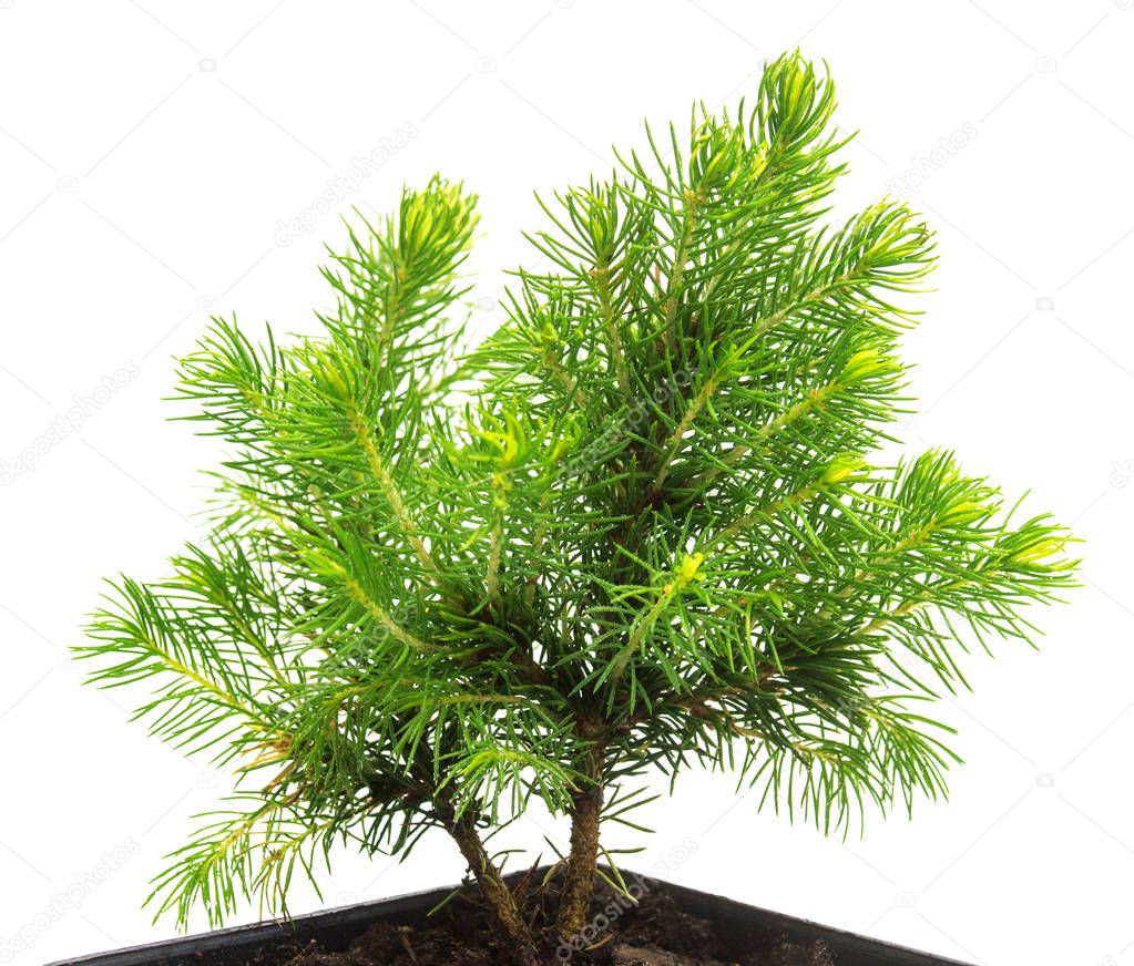A small seedling of Canadian spruce conic in a pot isolated on w