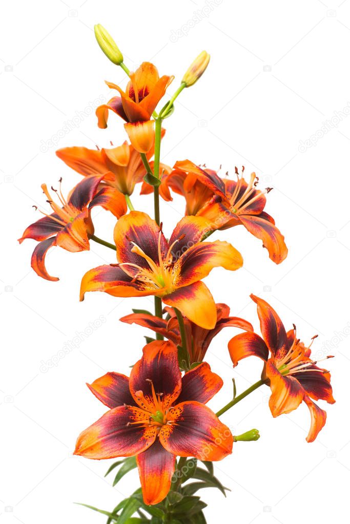 Beautiful bouquet of yellow lilies with purple buds isolated on 