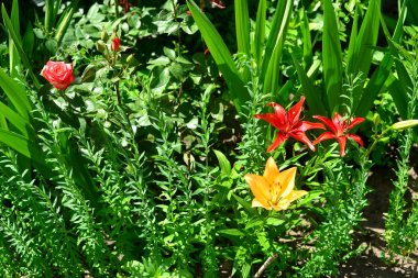 Güzel lily ve bir bahçe çim zemin üzerine gül çiçek