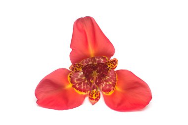 Beautiful red Scarlet flower Tigridia isolated on white backgrou clipart