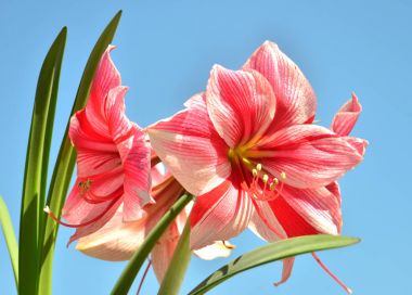 A bouquet of amaryllis pink flowers on a blue sky background. Fl clipart