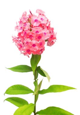 Phlox çiçek yaprak üzerinde beyaz bac izole güzel Şubesi
