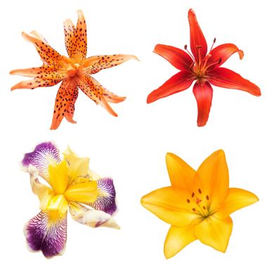 Renkli çiçek lilyum ve beyaz izole Iris koleksiyonu