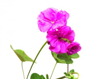 Beyaz arkaplanda izole edilmiş pembe pelargonyum çiçeği