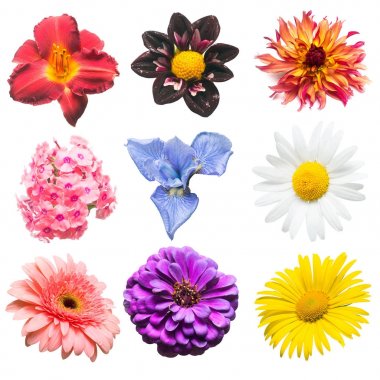 Çeşitli phlox, gerbera, iris, papatya çiçek koleksiyonu, 