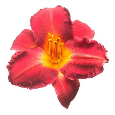 Beyaz arka plan üzerinde izole bir tek kırmızı çiçek gün-lily. Güzel