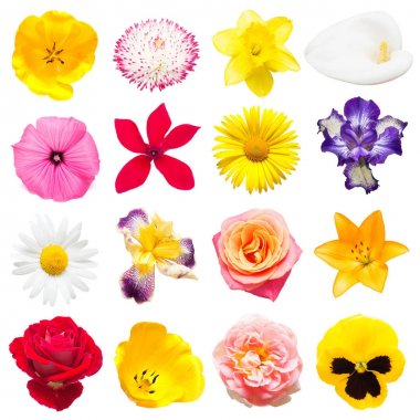 Koleksiyon bir güzel Iris, Siklamen, zambak, Lale, chamomil