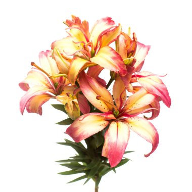 Güzel buket lily çiçek beyaz arka plan üzerinde izole. Formu