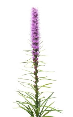 Liatris flower isolated on white background. Bloom. Flat lay, to clipart
