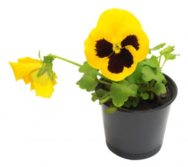 Yellow flowers pansy in a pot isolated on white background. Flat clipart