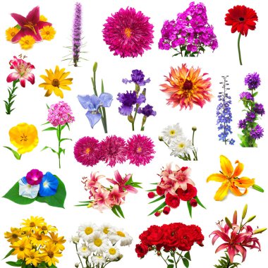 Çiçekler yaratıcı koleksiyonu lily, yıldız çiçeği, iris, daisy, Lale, li