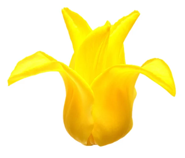 Beautiful yellow tulip flower isolated on white background. Plan — Stock Photo, Image