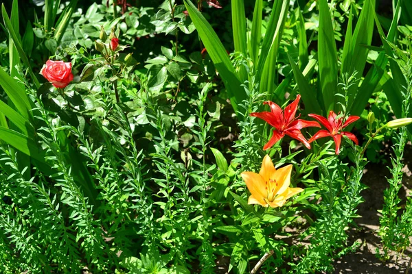 Güzel lily ve bir bahçe çim zemin üzerine gül çiçek