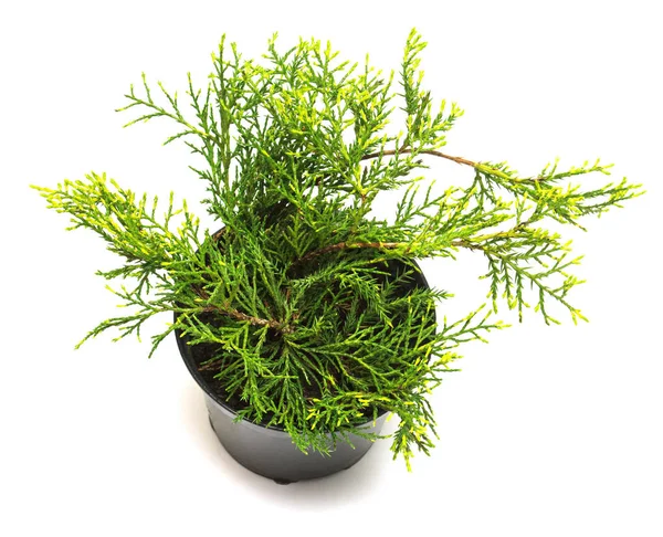 Juniperus media Old Gold em um pote isolado em fundo branco . — Fotografia de Stock