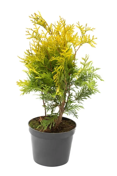 Mazı (bitki üzerinde beyaz b izole bir top şeklinde güzel altın)