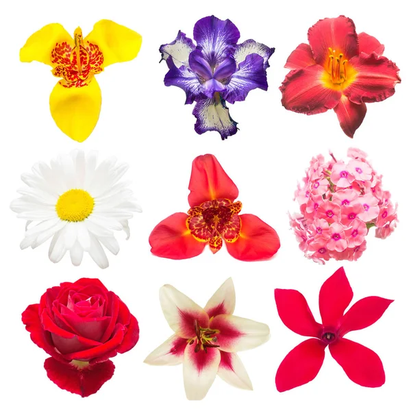 Colección de flores de iris surtido, manzanilla, tigridia, rosa , — Foto de Stock