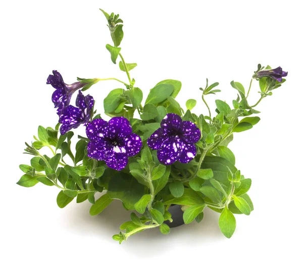 Flores petunias púrpuras aisladas sobre fondo blanco. Macizos de flores — Foto de Stock