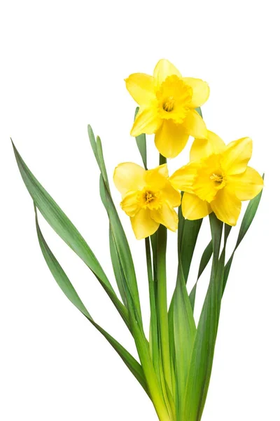 Bouquet de fleurs jaunes jonquilles isolées sur fond blanc — Photo