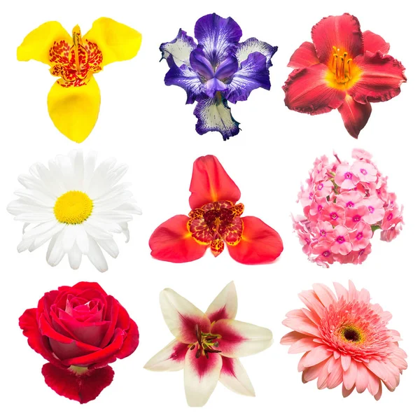 Çeşitli gül, papatyalar, süsen, Hercai Menekşe çiçek koleksiyonu, 