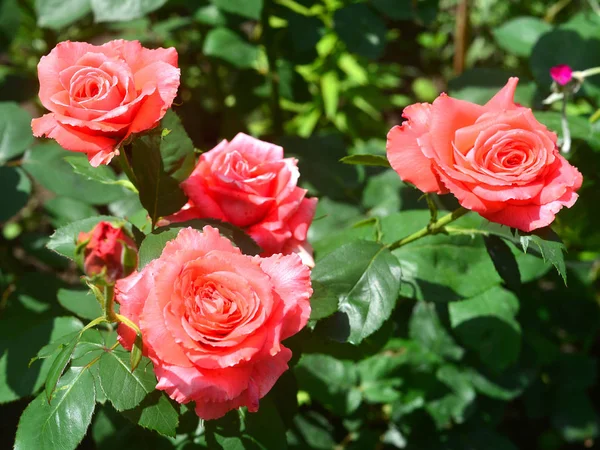 Hermoso ramo de rosas flores rosadas en el jardín en un césped —  Fotos de Stock