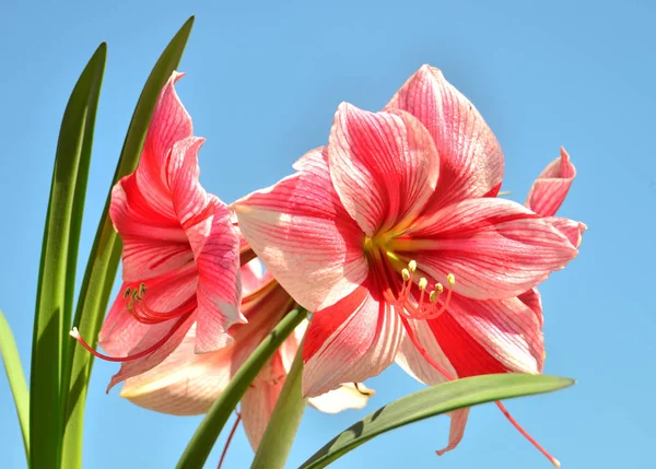 Um buquê de flores rosa amaryllis em um fundo azul céu. Fl — Fotografia de Stock