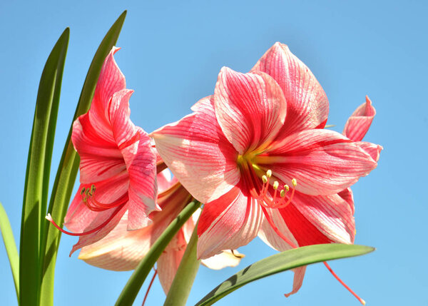 A bouquet of amaryllis pink flowers on a blue sky background. Fl