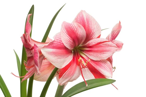 A bouquet of amaryllis pink flowers isolated on white background — Stock Photo, Image