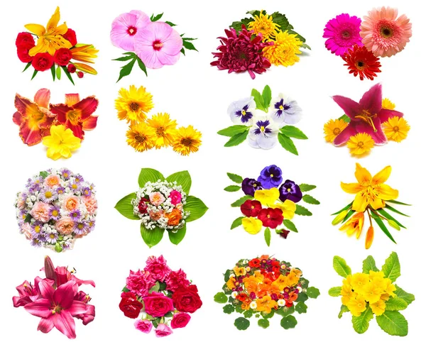 Blommor samling av rosor, liljor, chamomiles, hibiskus, chrys — Stockfoto