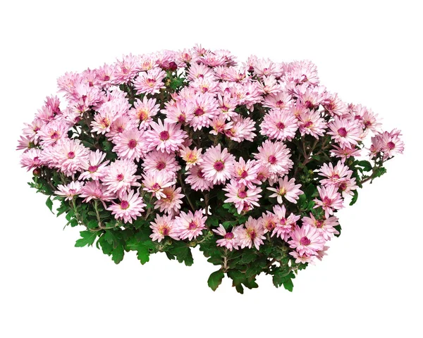 ดอกไม้ของ chrysanthemums ในหม้อแยกกันบนพื้นหลังสีขาว . — ภาพถ่ายสต็อก