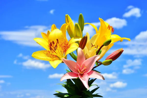 Schöne Lilienblüten gelb, rot und rosa gegen die blu — Stockfoto