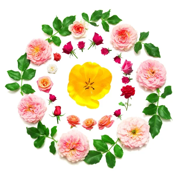 Στεφάνι με φύλλα και άνθη ροζ τριαντάφυλλα και κίτρινη τουλίπα είναι — Φωτογραφία Αρχείου