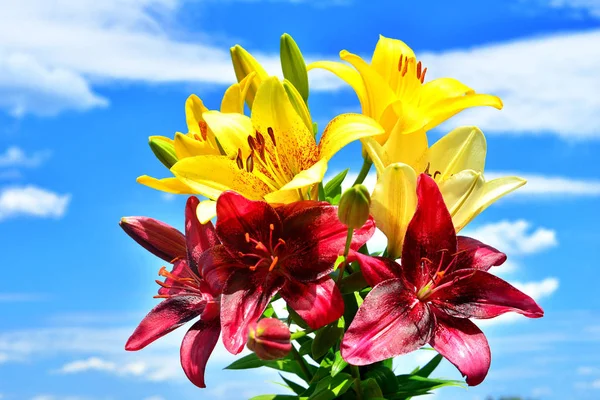 Hermosas flores de lirios amarillo, rojo y rosa contra el blu —  Fotos de Stock